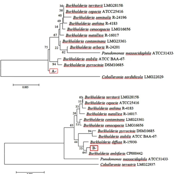 Fig. 1. Phylogenetic tree showing the position of isolatephosphate solubilizing bacterial strains PSB-A and PSB-B with respected to related species