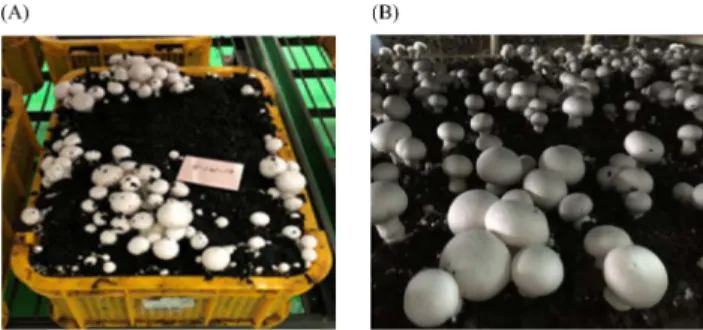 Fig. 4. Phenotype of 3 rd  selected superior line ‘Abs-4-2016- ‘Abs-4-2016-121(‘Hadam’ cultivar)’ (left : box cultivation; right: bed cultivation)