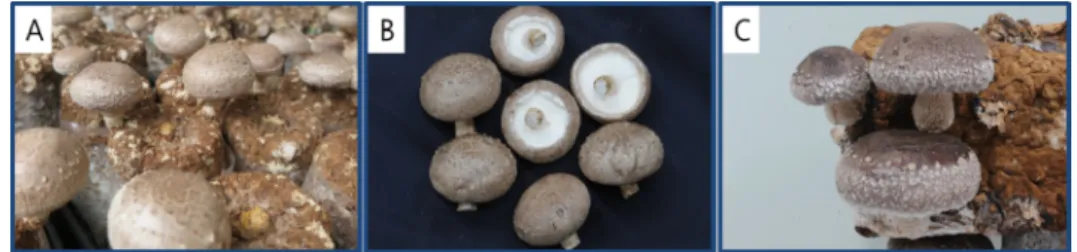 Table 2. Comparison of productivity and morphological characteristics of fruit bodies between L, edodes strains (parent strains Sanbackhyang and SANJO 707ho and new breed ‘Bambithyang’