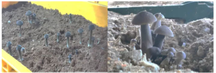 Fig. 1.  Fruiting  body  of  cultivated  Termitomyces albuminosus using in this study.