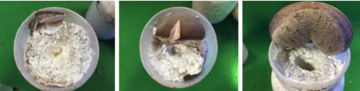 Fig. 2. Problem in bottle cultivation of Lentinula edodes.