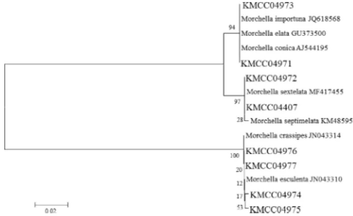 Fig. 5. PCR polymorphism of Morchella spp. symplified by UFPF 1,  UFPF  2  and  UFPF 3  primers.