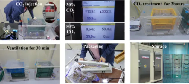 Fig. 1. Postharvest CO 2  treatment and handling procedure in this study.