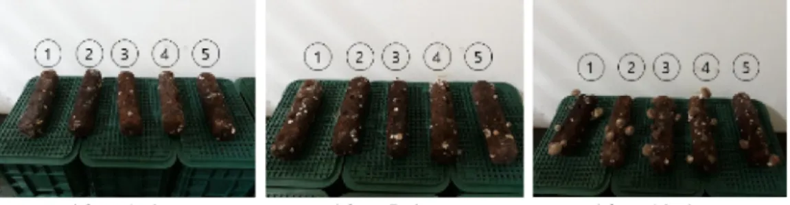 Table 5. Textural characteristics of Lentinula edodes cultivated with the solid and liquid spawn