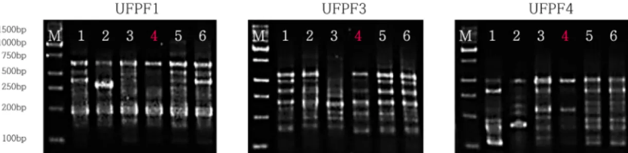 Fig. 2. Random amplified polymorphic DNA patterns by UFPF1, UFPF3, UFPF4 primer.