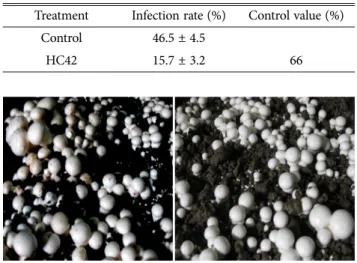 Table 2. Control efficacy of browning disease on Agaricus bisporus by HC42 strain
