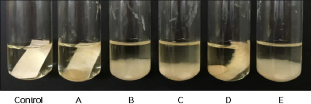 Fig. 4. Degradation of filter paper by Lentinula edodes. The fungal strains were cultured in yeast nitrogen base broth containing  a fragment of filter paper at 28 o C, for 5 weeks.