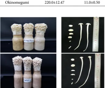 Fig. 5. PCR  amplicon  profiles  from  genomic  DNA  of  F.  velutipes  generated  by  using  UPF  primer