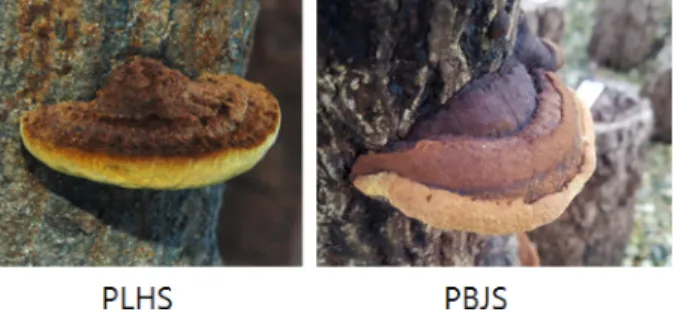 Fig. 1. Morphological characteristics of fruiting bodies of Phellinus linteus KACC93057P(PLHS) and Phellinus baumii (PBJS) formed on oak logs after two years of cultivation