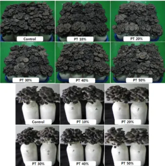 Fig 3. Fruiting body of Pleurotus ostreatus by mixed growth medium. Control : PS+BP+CM(50:30:20), PT: Pine tree sawdust.