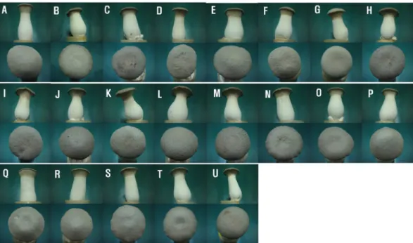 Fig. 1. Morphological characteristics of the fruiting body generated from the hybrid stains