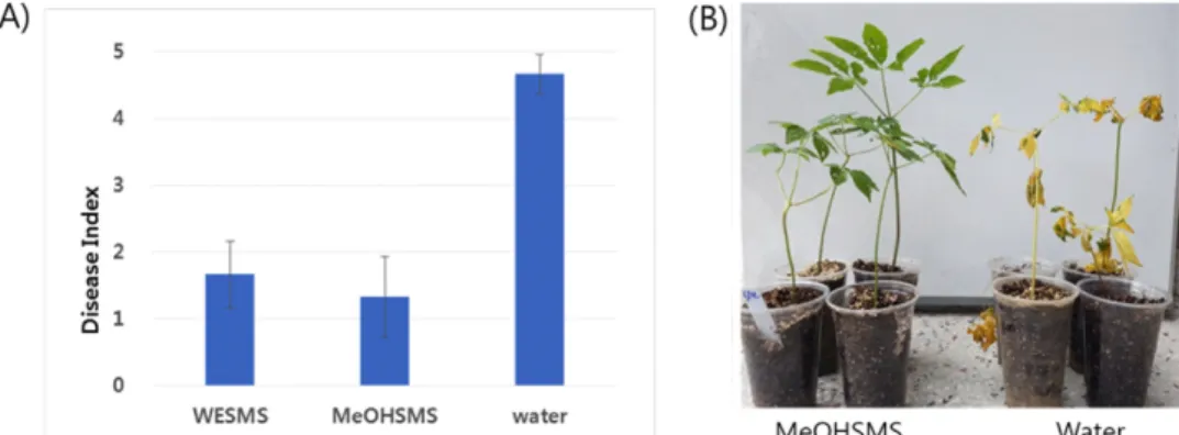 Fig. 5. Content of phenolic compound on gingseng plant leaves treated with from 70% methyl alcohol extract from spent mushroom substrate (MeOHSMS) of L