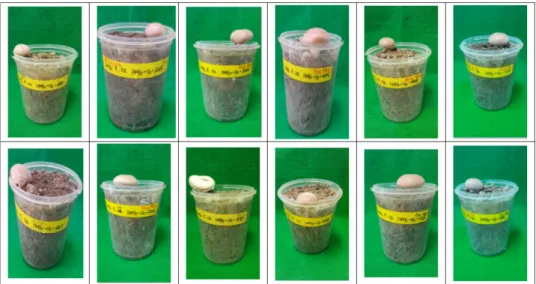 Fig 3. The comparison with Danseok 1ho and Hogam(control).