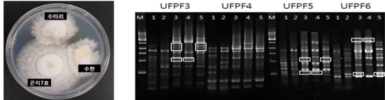 Table 8. Result of farm field trial of ‘Sootari’