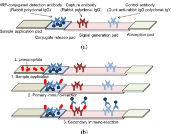 Figure 1. Detection principle of immuno-strip. (a) Configuration of fabricated immuno-chromatographic strip and (b) Scheme of immuno-reaction procedure on immuno-strip sensor