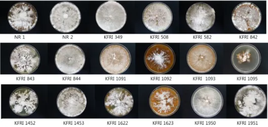 Fig. 1. Morphological characteristics of Hericium erinaceus isolates on PDA media.