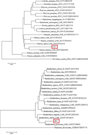 Fig. 1. Phylogenetic tree showing the position of isolate phosphate solubilizing bacterial strains LH-1 and HS-7 wit respect to related species