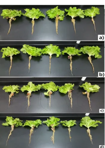 Fig. B. Comparison growth change of Lactuca sativa growth each treatment groups. a), Control; b) Pantoea rodasill LH-1;