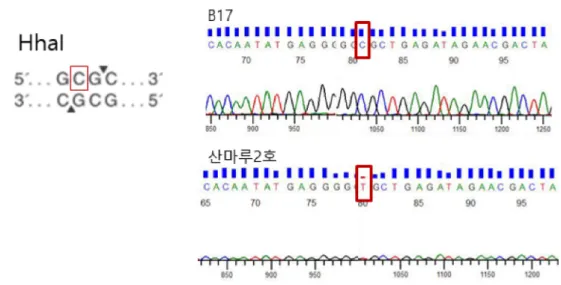 Fig. 2. Determination of Sanmaru 2ho by developed CAPS marker. Sequence of amplified RL-LE-129 in Sanmaru 2ho was not cleaved by restriction enzyme Hha I(box)