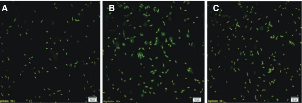 Fig. 4. Fusobacterium attachment on the different ion types. (A) Machined-turned surface, (B) Calcium ion implanted  surface, (C) Magnesium ion implanted surface