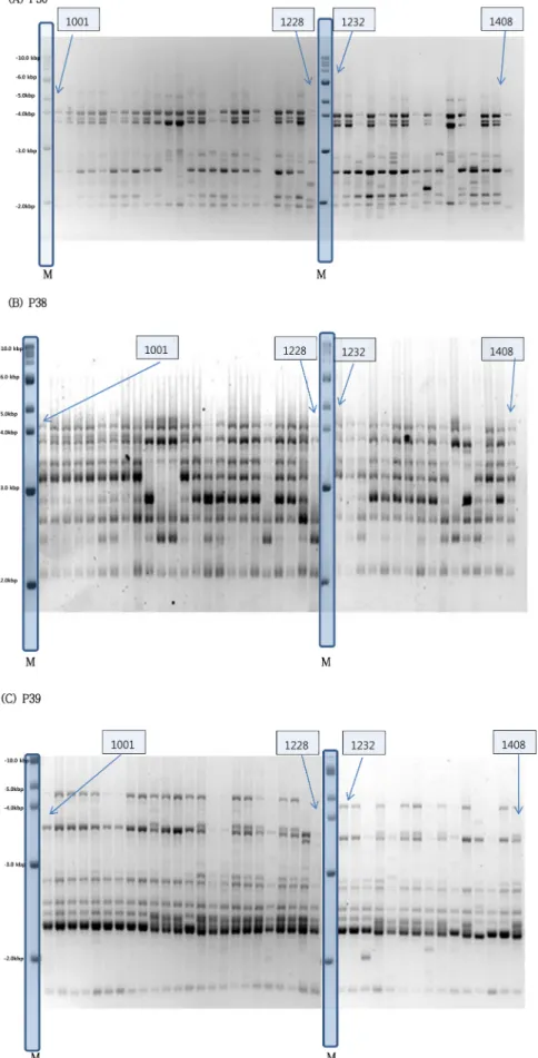 Fig 1. The DNA polymorphism produced by using ISSR markers P30 (A), P38 (B) and P39 (C) on strains (Table 1) of A.