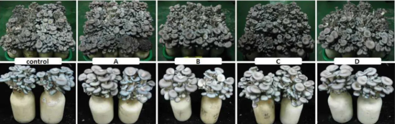 Fig 3.  Fruiting  body  of  oyster  mushroom  by  mixed  growth  medium.  Control:  PS+BP+CM(50:30:20),  A: