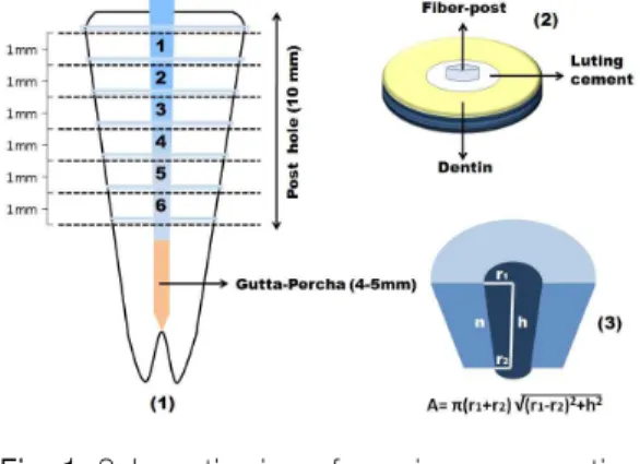 Fig. 1. Schematic view of specimen preparation for push-out test