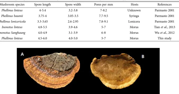 Fig. 1. Morphological characteristics of basidiocarp pileus surface (A) and pore surface (B) of Phellinus linteus KACC93057P