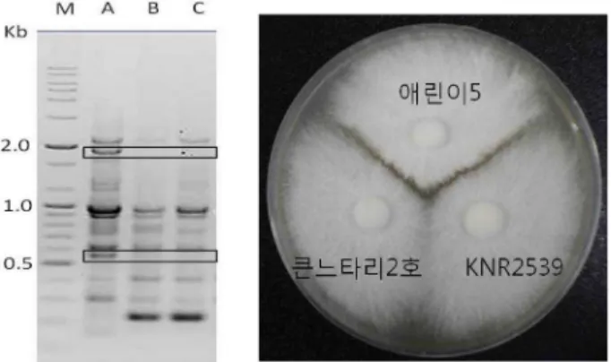 Fig. 3. Polymorphism of PCR by URP2 primer (right) and somatic incompatibility (left) between Aeryni 5 (A), Keunneutari No