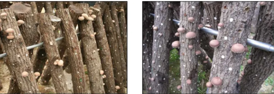 Fig. 5. Comparison of fruit body production according to cultivation facilities. Left : Yeoju, Right : Cheonan.