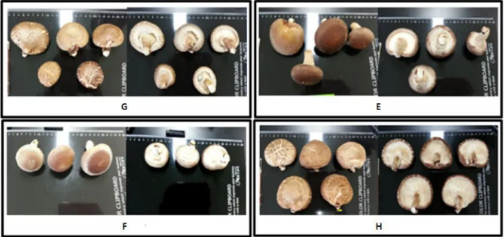 Fig. 1. The pictures of Lentinula edodes colleted from China. 
