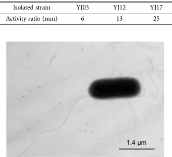 Fig. 1. Transmission electron micrograph of the isolate YJ17.