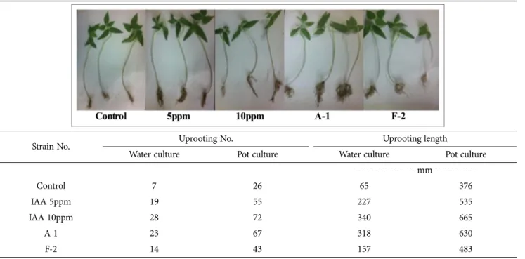 Table 2. Growth effect of mung bean infected with auxin-producing bacterium in water culture and seed pot culture