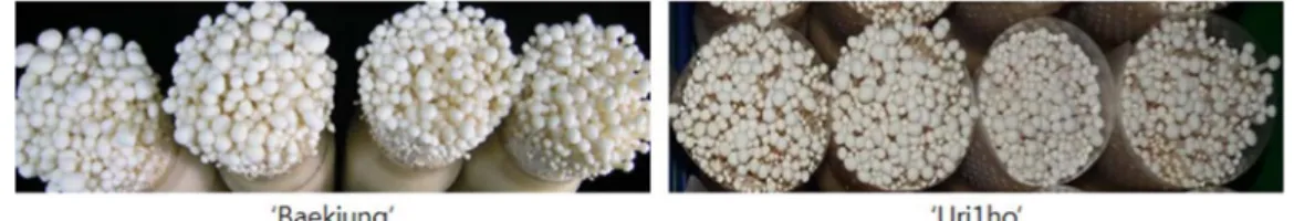 Fig. 6. PCR fingerprinting of new commercial strain ‘Baekjung’ using primer URP11 and URP8