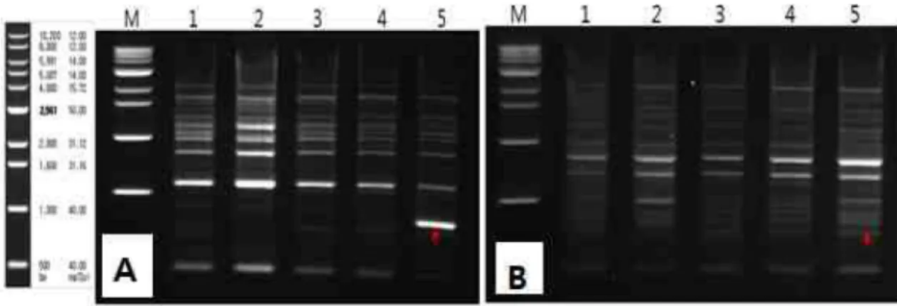 Fig. 2. Variable characteristics of collecting strain. A, B : Mycelial growth for different temperature on PDA medium.