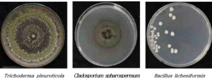 Fig. 1. The microorganisms related to contamination detected after the sterilization. 