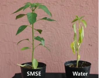 Fig. 1. Effect of water extract from spent mushroom substrate (SMSE) of Hericium erinaceus on disease severity of Phytophthora blight of pepper caused by Phytophthora capsici