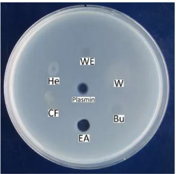 Fig. 1. Fibrinolytic activity of solvent fractions obtained from a  Pleurotus ferulea water extract by fibrin plate method