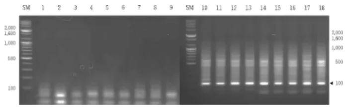 Fig. 3. Nucleotide sequence of OP-R03 fragment used by RAPD analysis. Sequences of SCAR marker OP-R03-1F and OP-R03-1R are underlined.