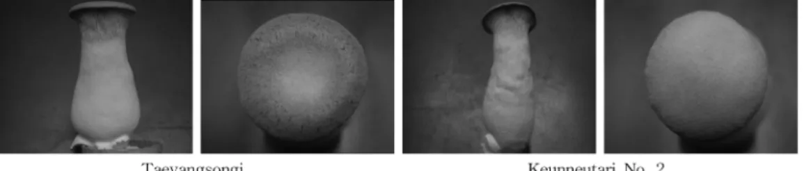 Fig. 3.  Polymorphism  of  PCR  by  URP2  primer  (left)  and somatic incompatibility (right) between Keunneutari No.