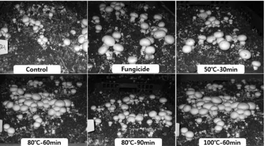 Fig. 6. The fruit body of button mushroom according to the sterilization of casing soils.