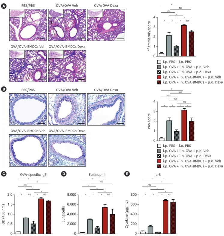 Fig. 5. Effect of dexamethasone administration on lung histology and immune responses