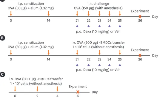 Fig. 1. Experimental protocol for the development of asthma in mice. (A) Conventional OVA-induced asthma  model by i.p