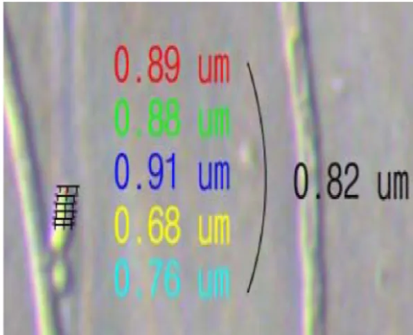 Fig. 17. The time required formation of septum and connection of clamp using inverted microscope (400x).