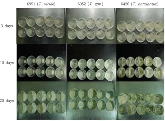 Table 5. The comparison of growth area cauliflower mushroom (S. latifolia) and Trichoderma (T