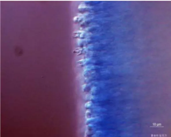 Fig. 12. The connecting of clamp and growth of mycelia in PDA media using inverted microscope (400x).