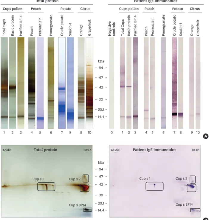Fig. 1. IgE immunoreactivity to extracts and proteins. (A) SDS-PAGE coomassie blue (lanes 5, 7, 8) or silver nitrate (lanes 1, 2, 3, 4, 6, 9, 10) stained proteins