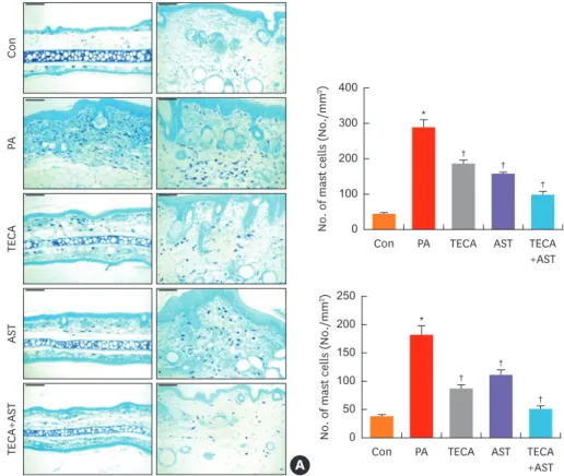 Fig. 4. The inhibition of mast cell infiltration by topical application of the TECA + AST combination in dorsal ear and back skin