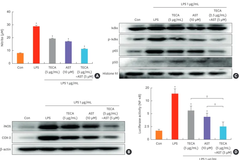 Fig. 5. Effects of the TECA + AST treatment on NO production and the expression of iNOS and COX-2 in LPS-treated RAW 264.7 macrophages