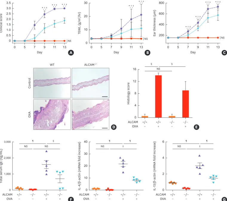 Fig. 5. ALCAM deficiency attenuates murine AD-like skin lesion induced by repeated OXA application